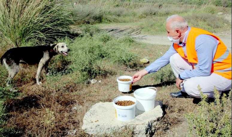 Sokak Hayvanları, Akdeniz Belediyesi’nin Koruması Altında