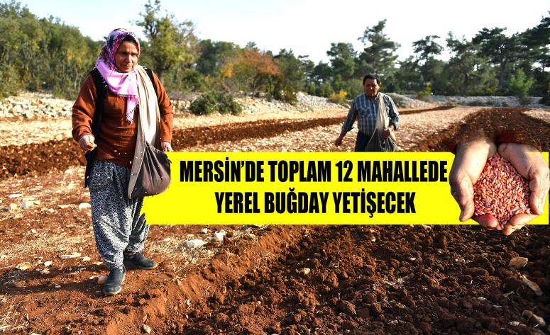 ATALIK BUĞDAY ÇEŞİTLERİ GELECEK NESİLLERE AKTARILIYOR