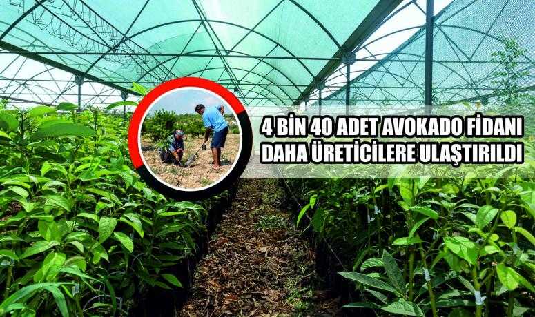 BÜYÜKŞEHİR’İN AVOKADO FİDANI DAĞITIM PROJESİ GENİŞLİYOR