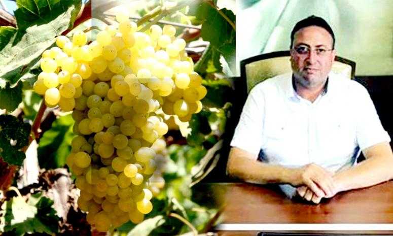 BAŞKAN VEYİS AVCI, BAĞCILARI UYARDI 'ÜZÜMÜ ERKEN HASAT ETMEYİN''