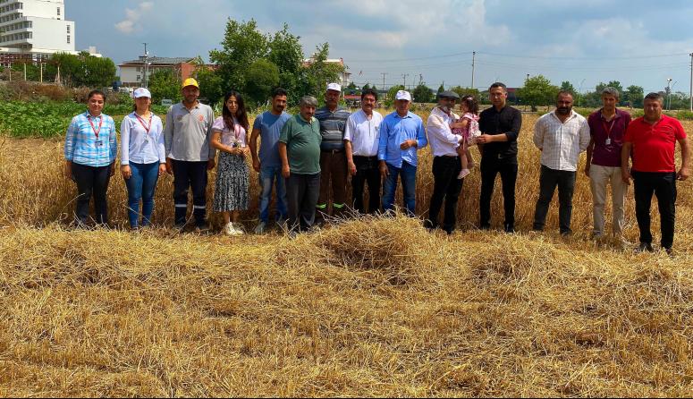 TARSUS’TA BELEDİYE ARAZİLERİNE EKİLEN BUĞDAYLARIN HASADI YAPILDI