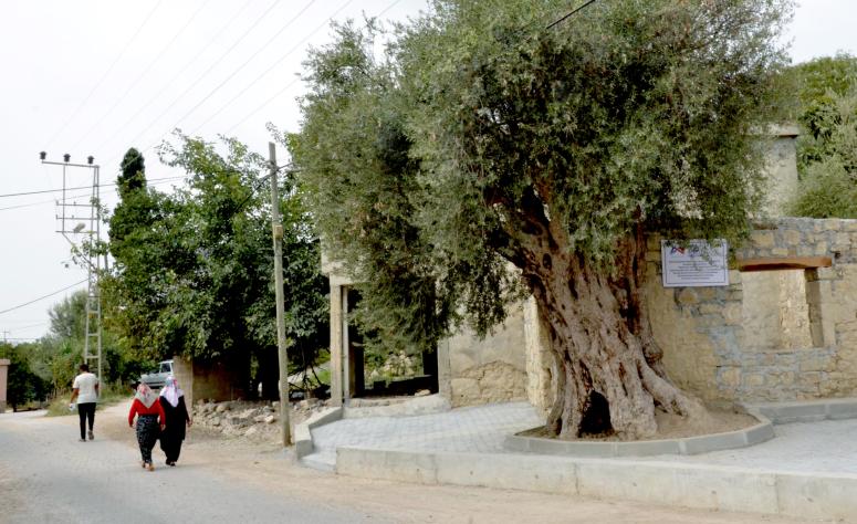 820 YILLIK ANIT AĞAÇ KORUMA ALTINA ALINDI