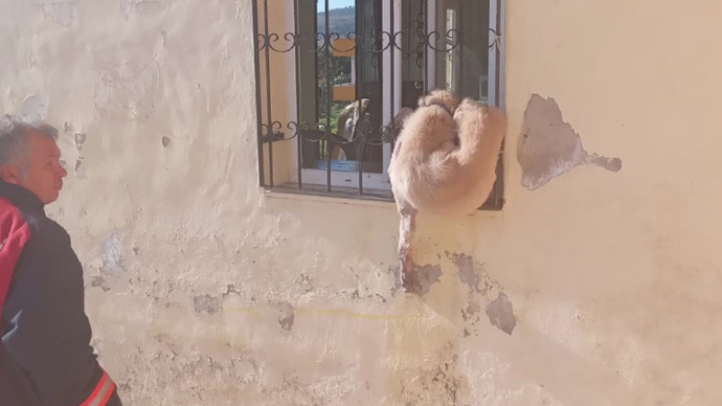 Tarsus’ta Pencere Korkuluklarına Sıkışan Köpeği İtfaiye Ekipleri Kurtardı