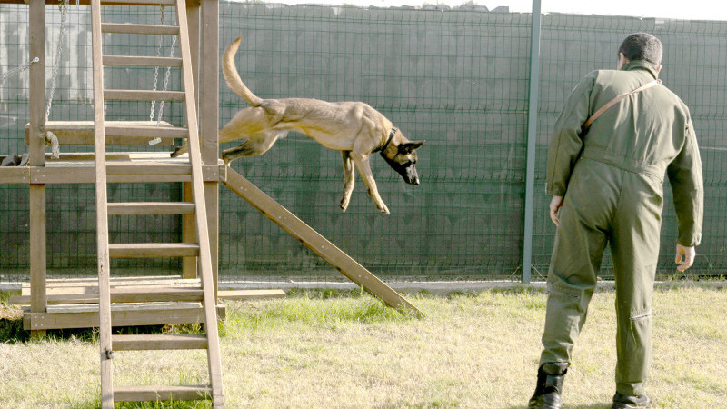 Türkiye’nin İlk ‘Köpekli Arama Kurtarma Çalıştayı’ Sona Erdi