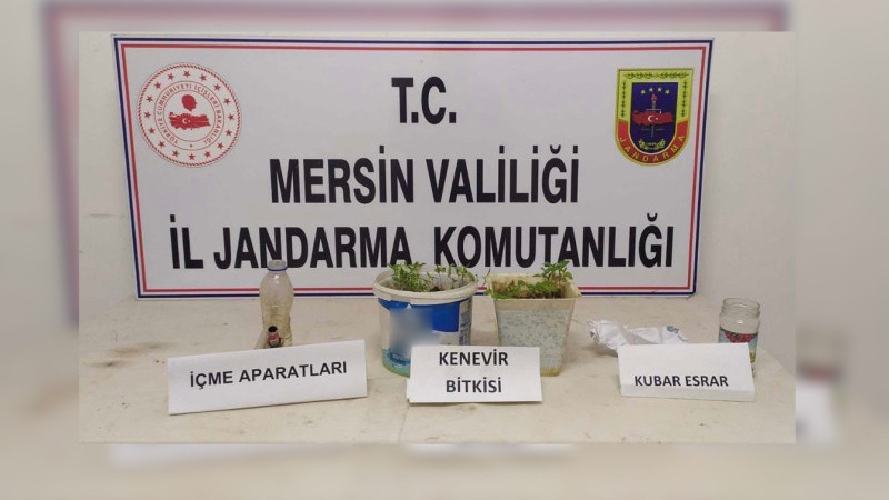 Mersin Haber/ Uyuşturucu Elde Etmek İçin  Evinde Kenevir Bitkisi Eken 1 Şüpheli Yakalandı