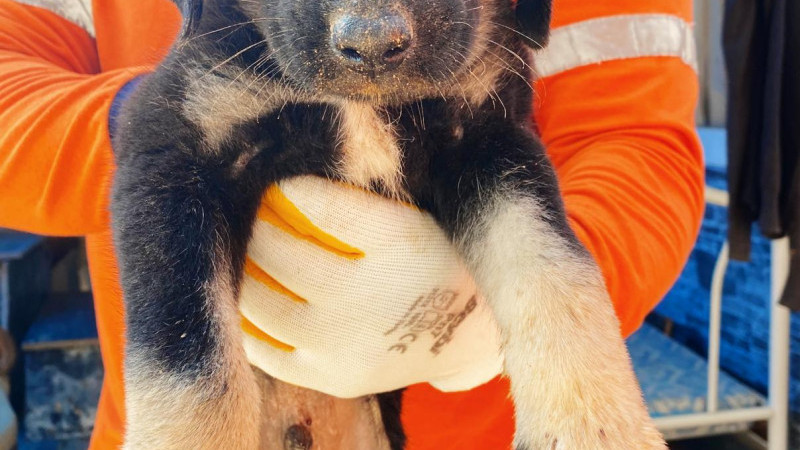 Büyükşehir Ekipleri, Asansör Kuyusuna Düşen ve Gözleri Görmeyen Yavru Köpeği Kurtardı