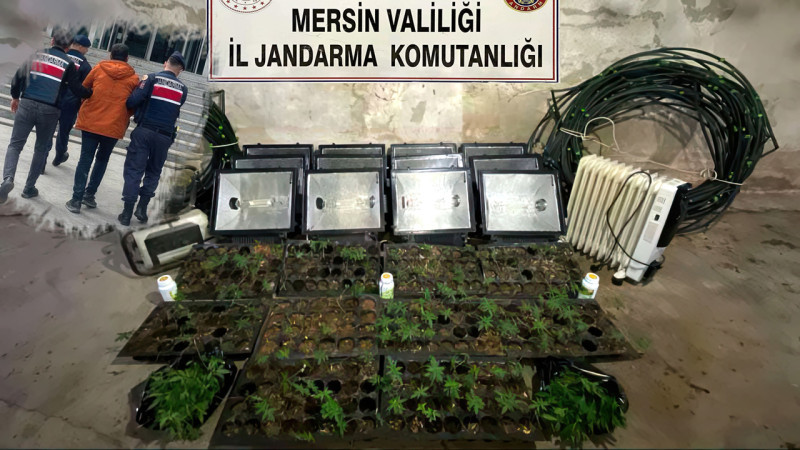 Tarsus’ta Tavuk çiftliğinde kenevir bitkisi yetiştiren şahıs tutuklandı
