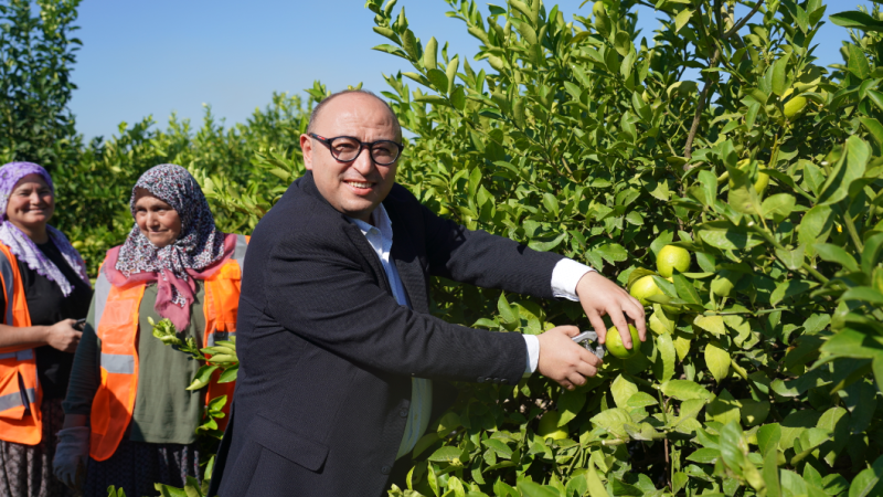 Türkiye’nin Limon Deposunda Hasat Sezonu Başladı