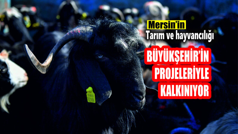 MERSİN’İN TARIM VE HAYVANCILIĞI BÜYÜKŞEHİR’İN PROJELERİYLE KALKINIYOR