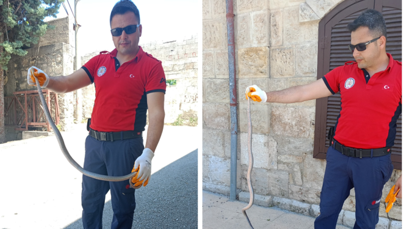 Tarsus'ta Hastane bahçesinde yılan yakalandı 