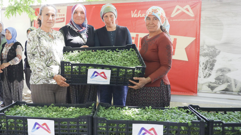 Büyükşehir gülnar'da domates fidesi dağıttı