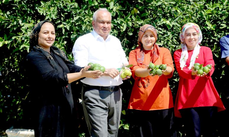 ERDEMLİ’DE YILIN İLK LİMON HASADI BAŞLADI