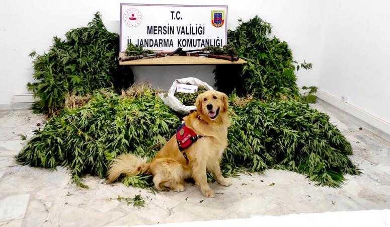 MERSİN'DE BAHÇELERİNE KENEVİR BİTKİSİ EKEN 7 KİŞİ GÖZALTINA ALINDI