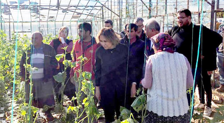 Mersin Haber/ AK Parti’li Yılmaz’dan dolu nedeniyle hasar gören seralarda inceleme