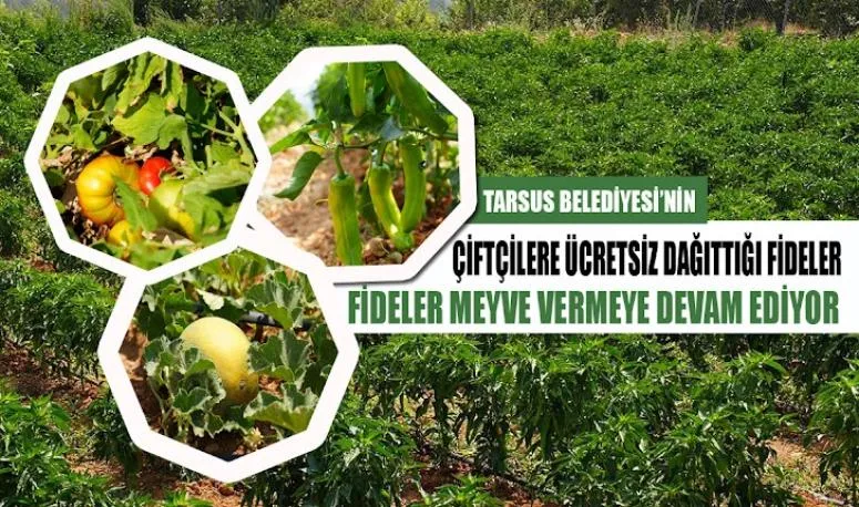 TARSUS BELEDİYESİ’NİN ÇİFTÇİLERE ÜCRETSİZ DAĞITTIĞI FİDELER MEYVE VERMEYE DEVAM EDİYOR