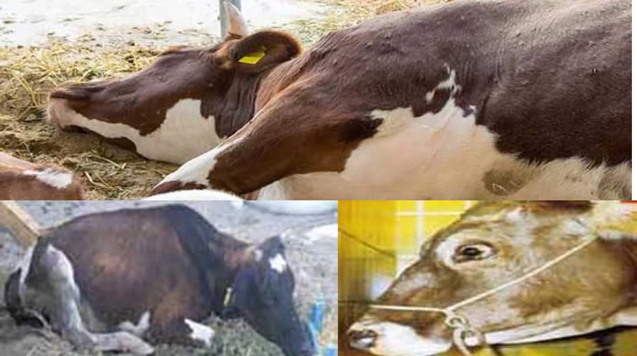 TARSUS ZİRAAT ODASI’NDAN SIĞIRLARDA GÖRÜLEN “ÜÇ GÜN HASTALIĞI” UYARISI