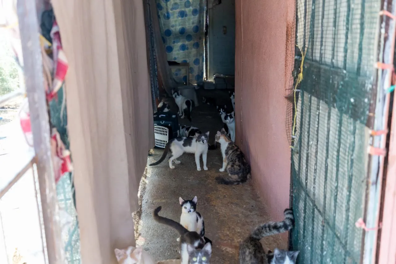 ‘Çöp Ev’ beklerken ‘Kedi Evi’ çıktı